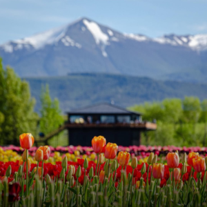 Bariloche - El bolsón | CAMPO DE TULIPANES BUS